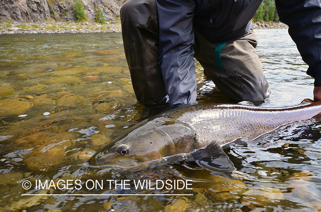 Fly fisherman releasing Taimen.