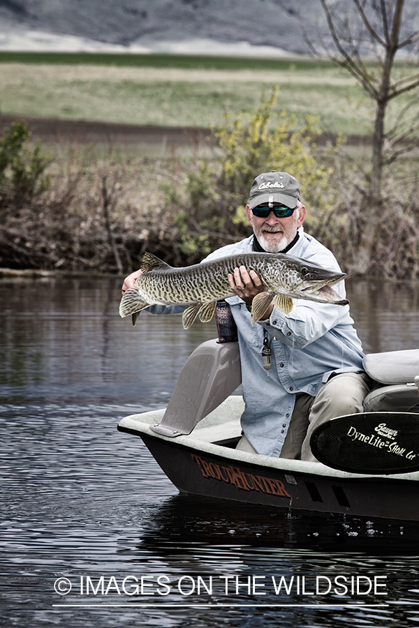 Flyfisherman with tiger muskie.