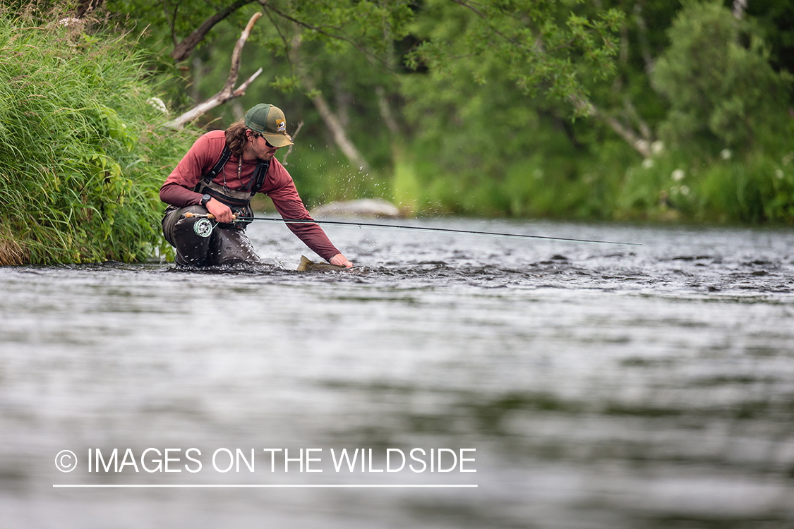 Flyfisherman releasing rainbow trout in Sedanka river in Kamchatka Peninsula, Russia.