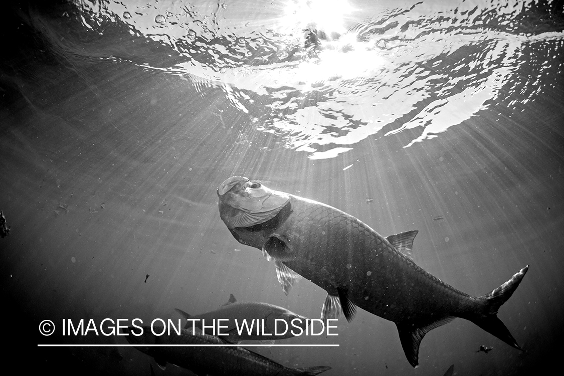 Tarpon under water.