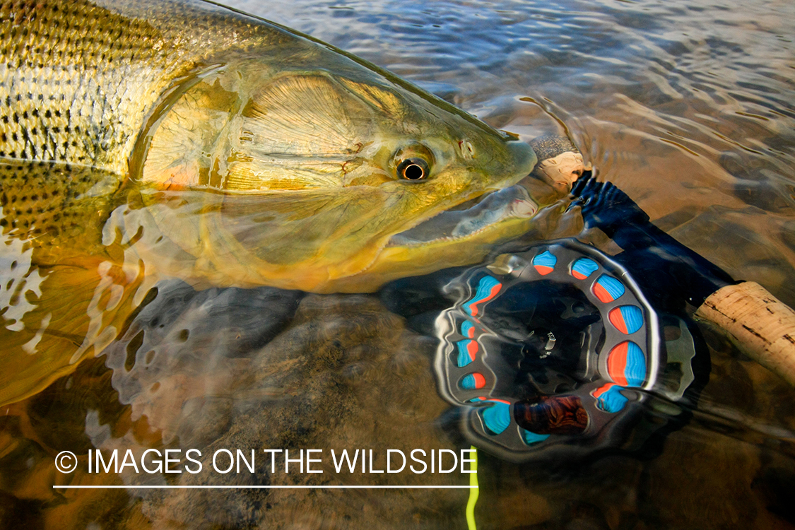 Golden Dorado fish speices.