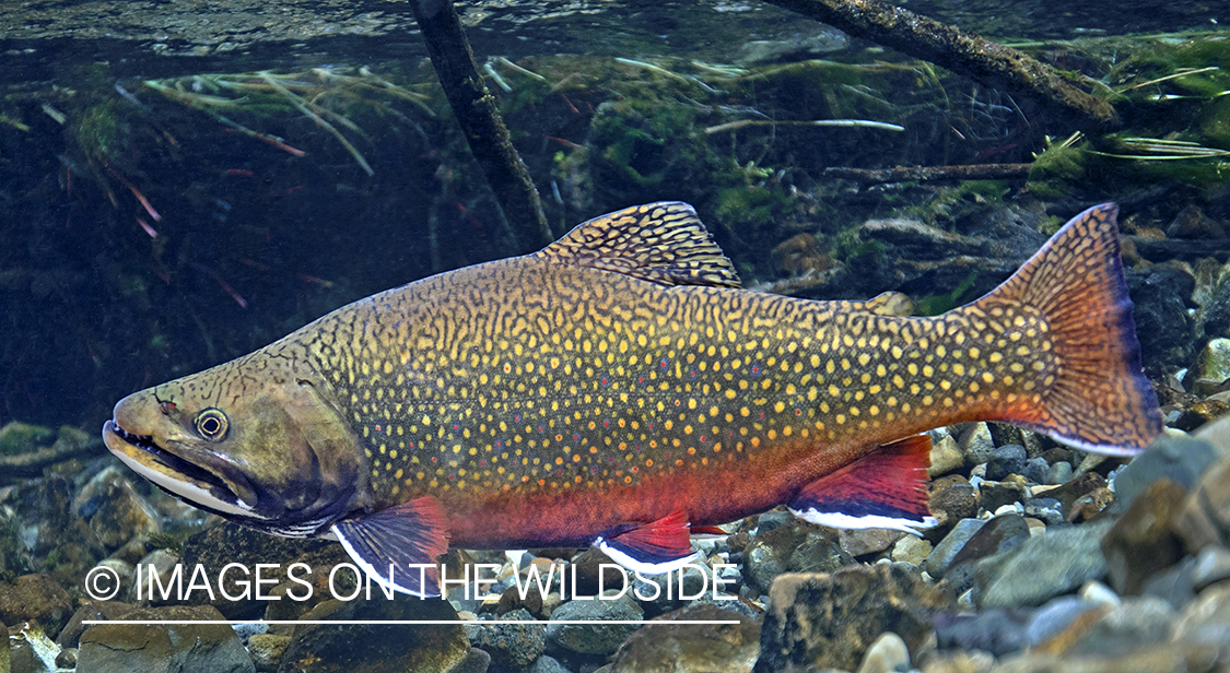 Brook trout in habitat.