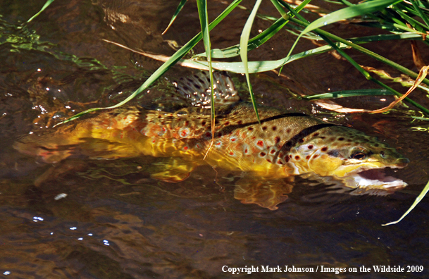 Brown trout underwater