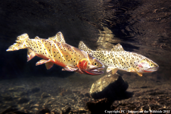 Greenback Cutthroat, Wild Basin, CO. 