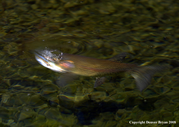 Rainbow Trout underwater below grasshopper