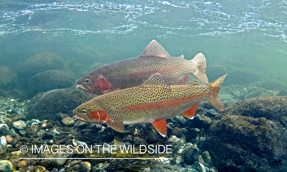 Rainbow trout in river.