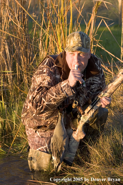 Duck hunter calling ducks from edge of marsh.