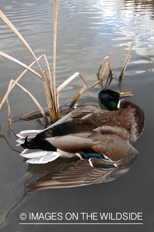 Bagged mallard floating in water.