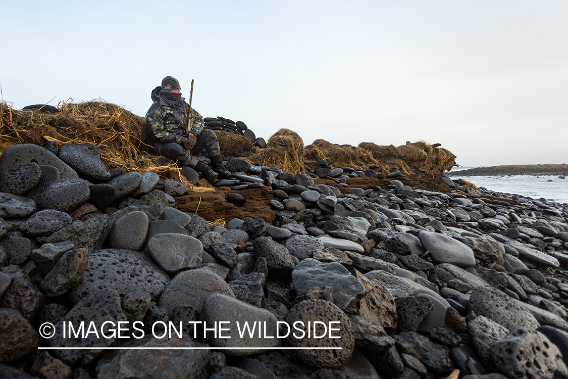 King Eider and Long-tailed duck hunting in Alaska, hunter looking for ducks.