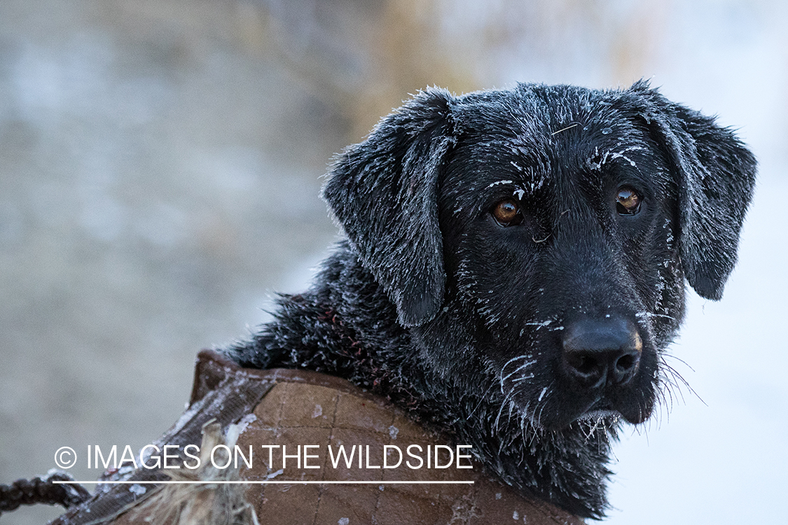 Black Lab with icy fur.