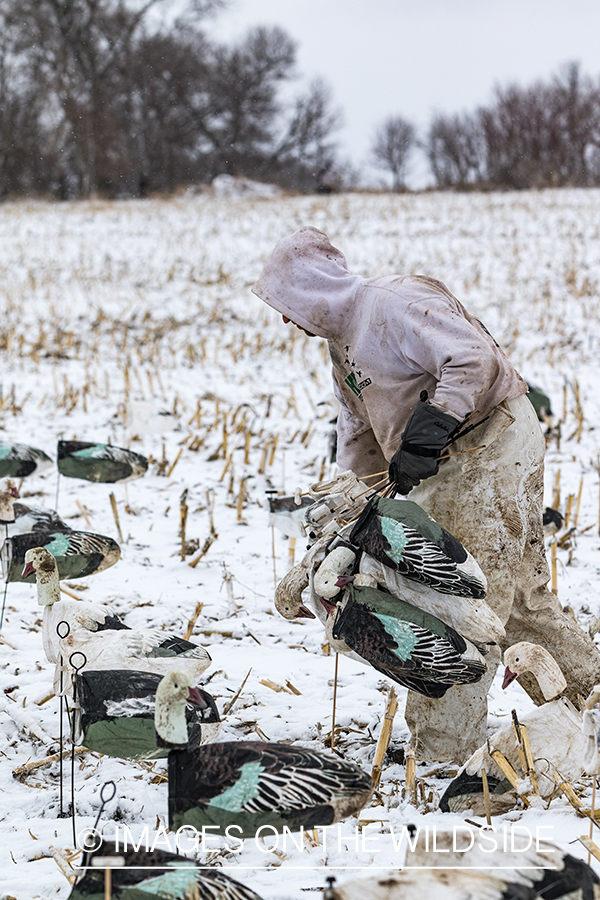 Hunter packing up after day of goose hunting.