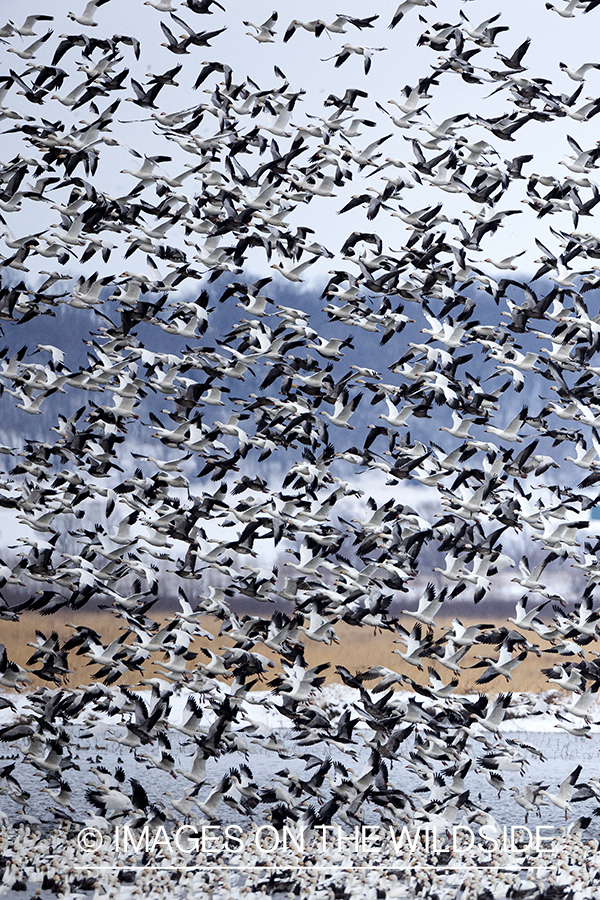 Snow geese in flight.