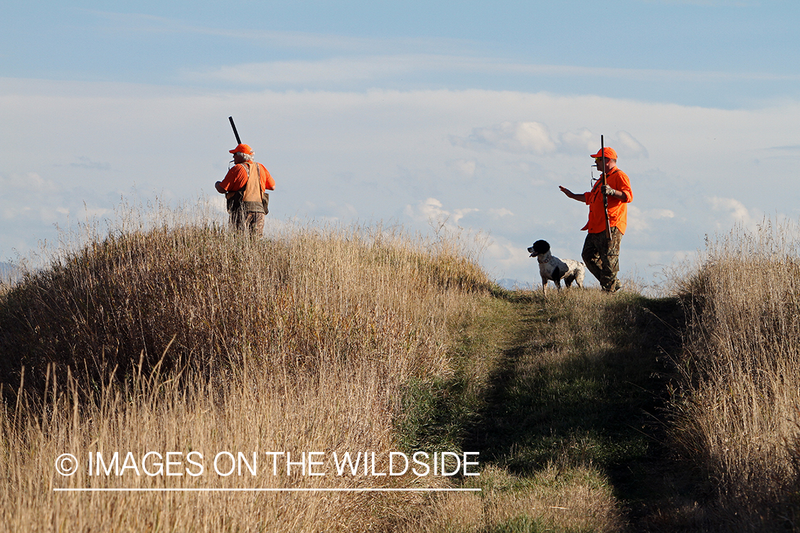 Upland game bird hunters in field with springer spaniel.