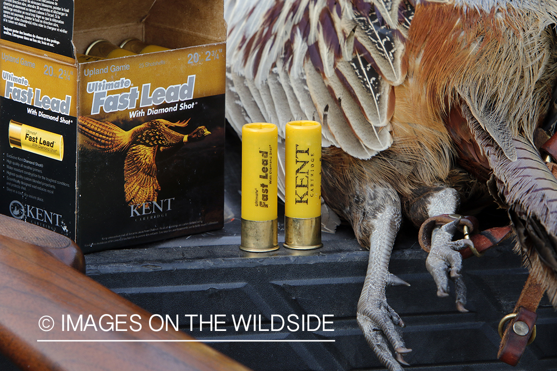 Bagged pheasant in back of pick-up.