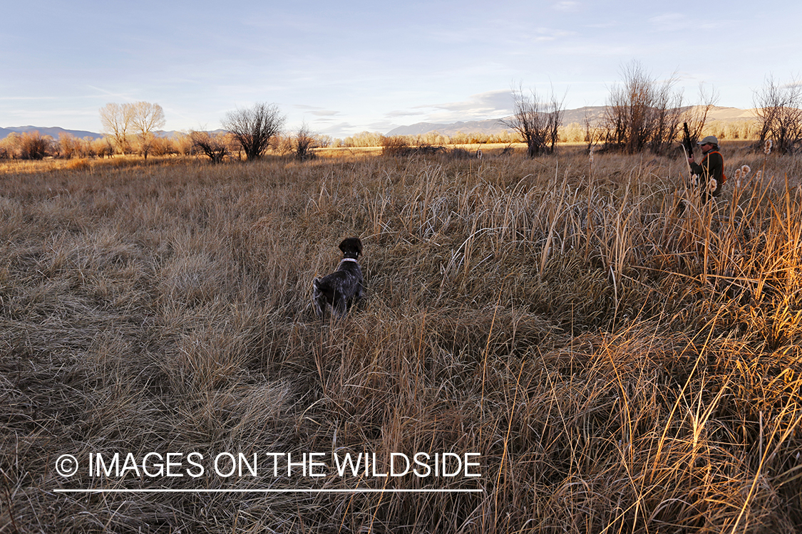 Pheasant hunter in field.