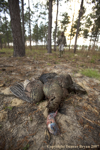 Turkey hunter walking toward downed turkey.