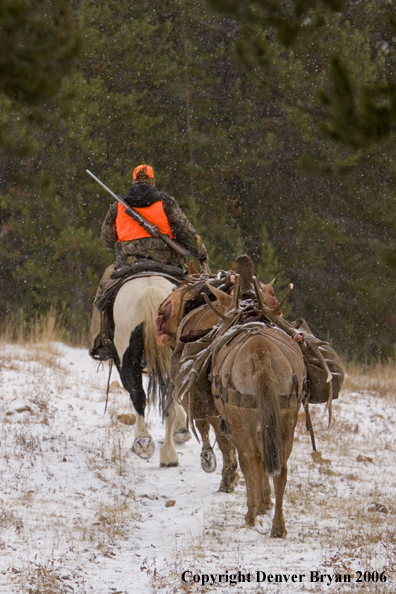 Elk hunter with bagged elk on mule packstring.  