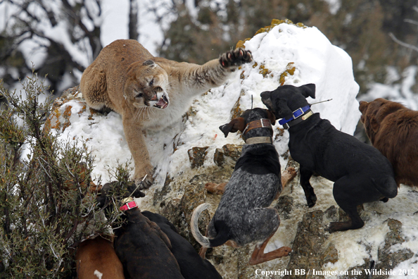 Hunting dogs cornering mountain lion. 