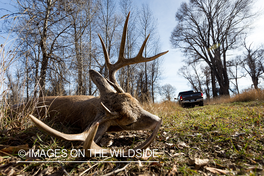 Bow hunter with truck backing up to downed white-tailed deer.