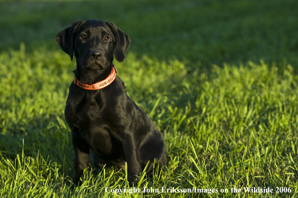 Black Labrador Retriever