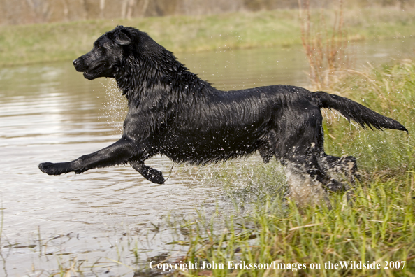 Black Labrador Retriever