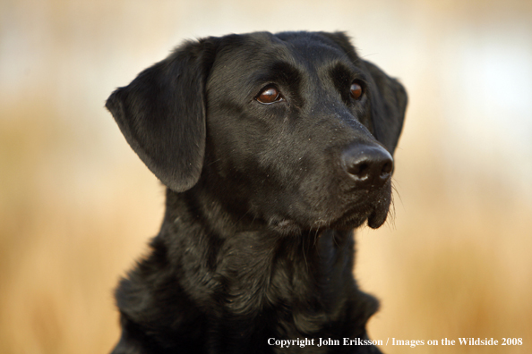 Black Labrador Retriever in field