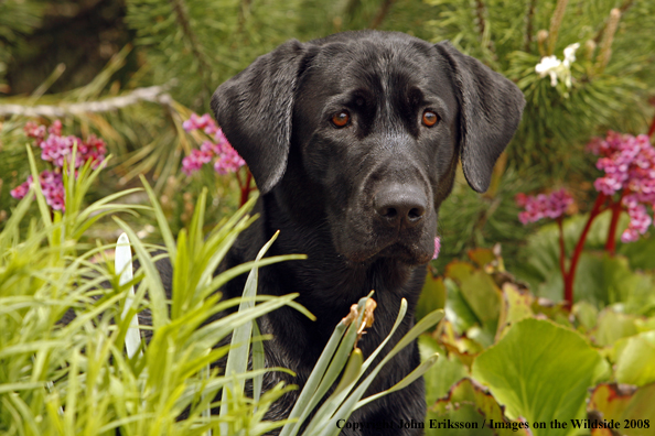 Black Labrador Retriever 