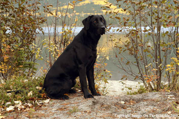 Black Labrador Retriever