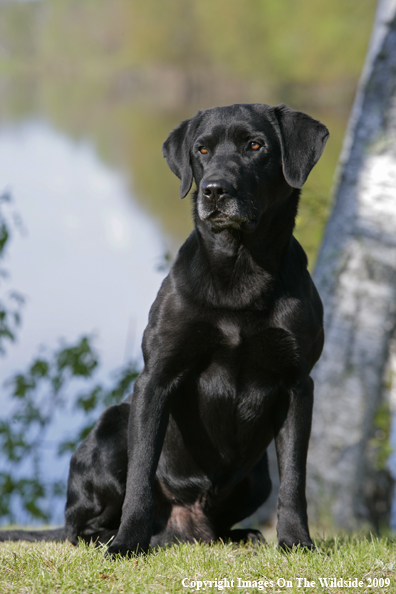 Black Labrador Retriever in field