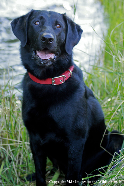 Black Labrador Retriever