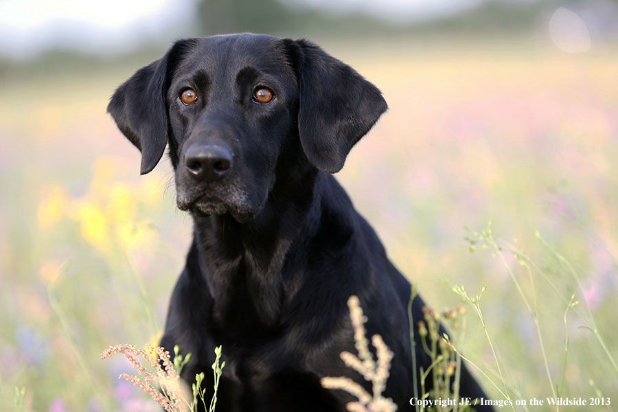 Black Labrador Retriver