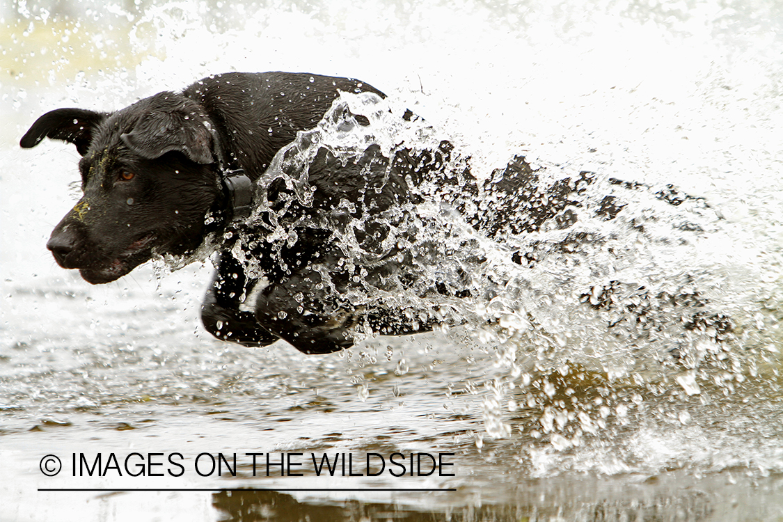 Black Labrador Retriever in field.