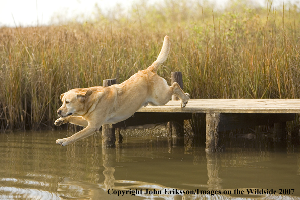 Yellow Labrador Retriever