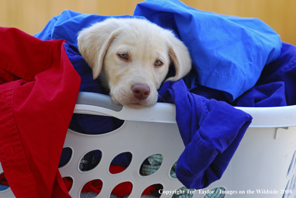 Yellow Labrador Puppy