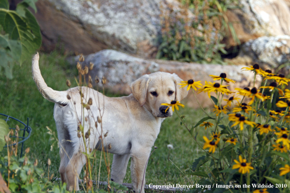 Yellow Labrador Retriever Puppy 