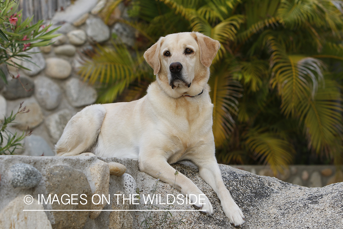 Yellow lab on cobble steps.