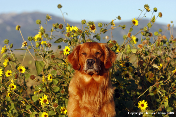 Golden Retriever 