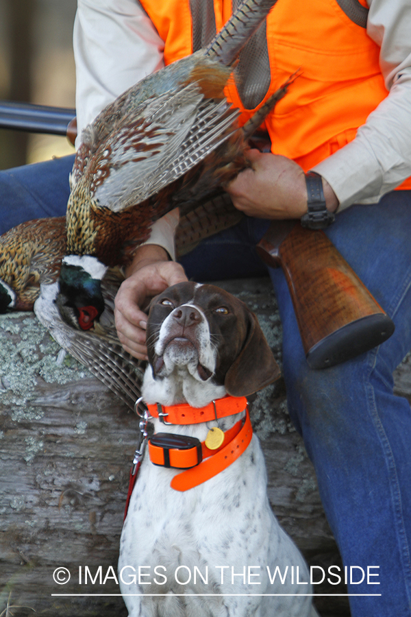 English pointer with bagged pheasants. 