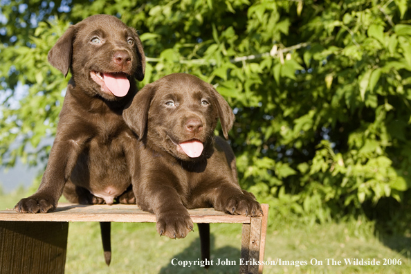 Chocolate Labrador Retriever puppies.