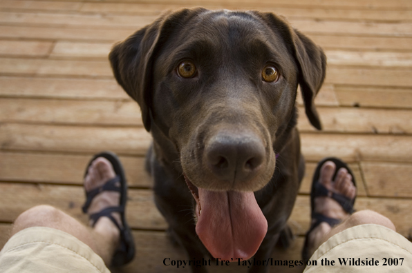 Chocolate labrador 