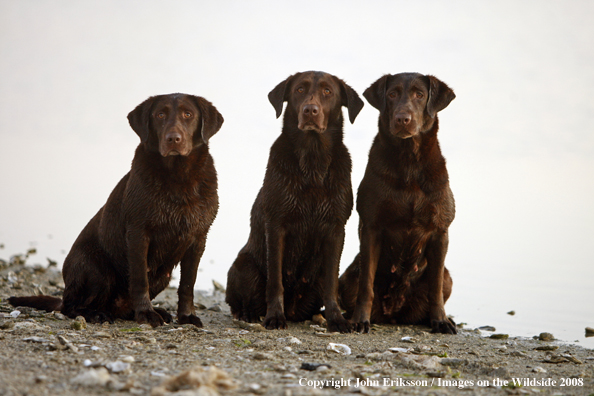 Chocolate Labrador Retrievers 