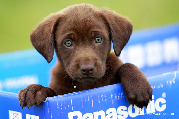 Chocolate Labrador Retriever Puppy