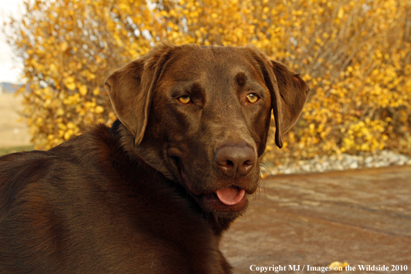 Chocolate Labrador Retriever