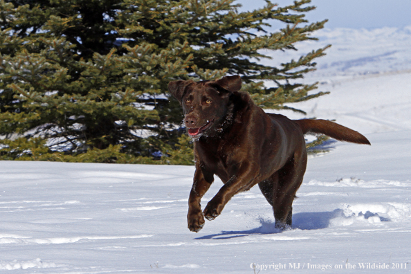 Chocolate Labrador Retriever running through snow