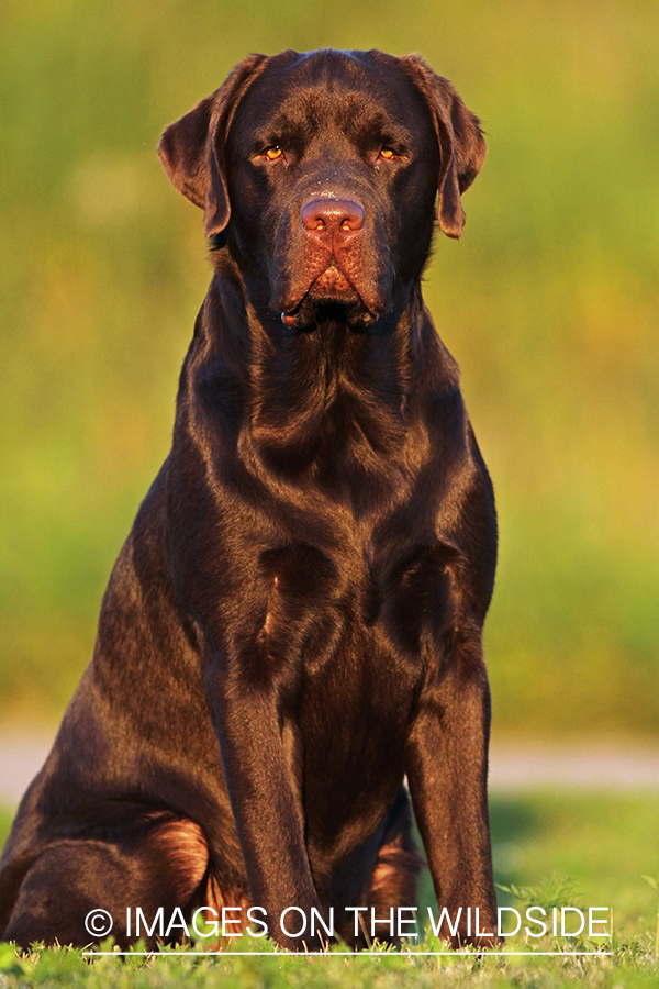 Chocolate Labrador Retriever