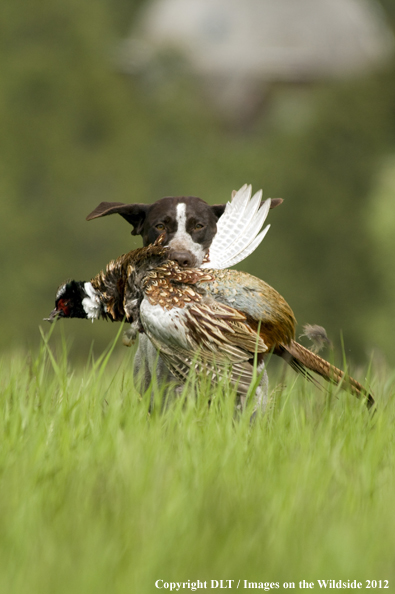 German shorthaired pointer with pheasant. 
