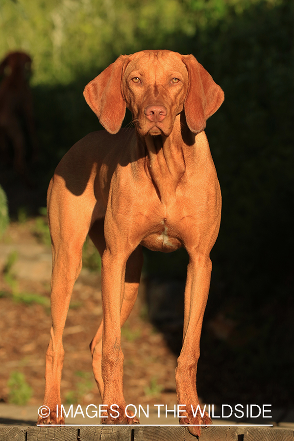 Vizsla standing on deck.