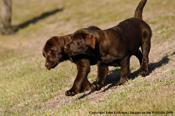 Chocolate Labrador Retriever puppies in field