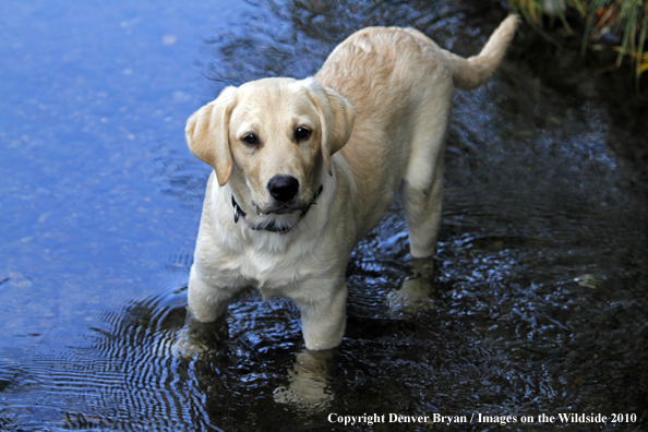 Yellow Labrador Retriever Puppy