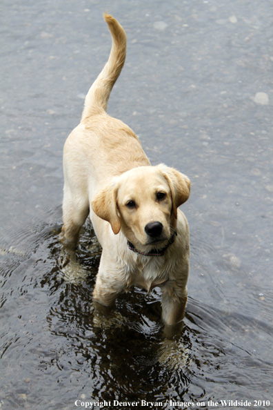 Yellow Labrador Retriever Puppy in water. 